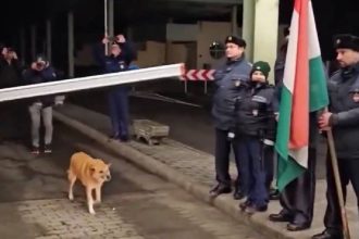 Watch: Stray dog becomes first to cross Romania-Hungary border