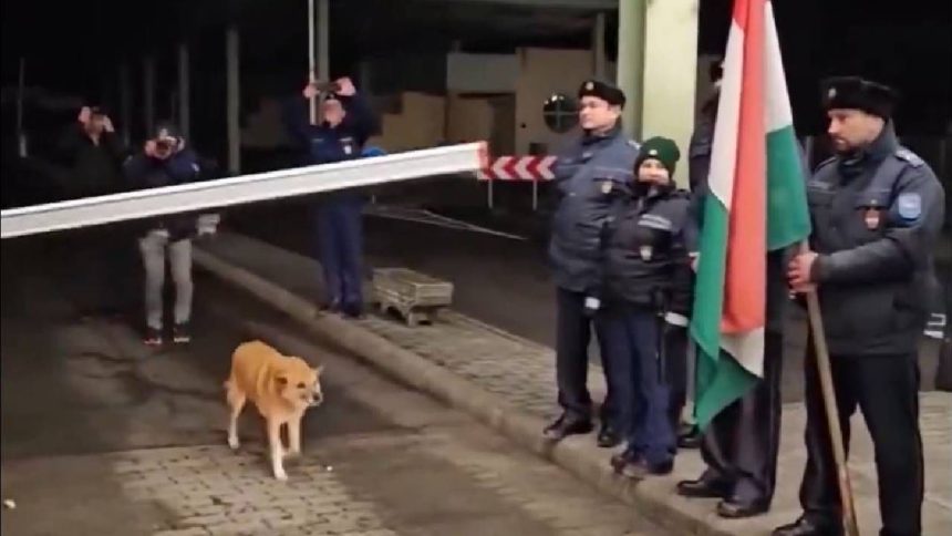 Watch: Stray dog becomes first to cross Romania-Hungary border