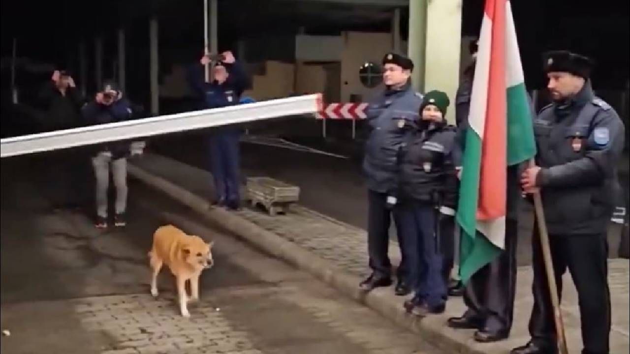 Watch: Stray dog becomes first to cross Romania-Hungary border Watch: Stray dog becomes first to cross Romania-Hungary border