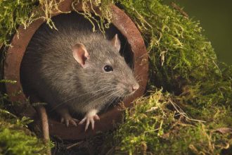 ‘Tough to deal with’: Drug-addict rats eat seized Marijuana kept as evidence in US