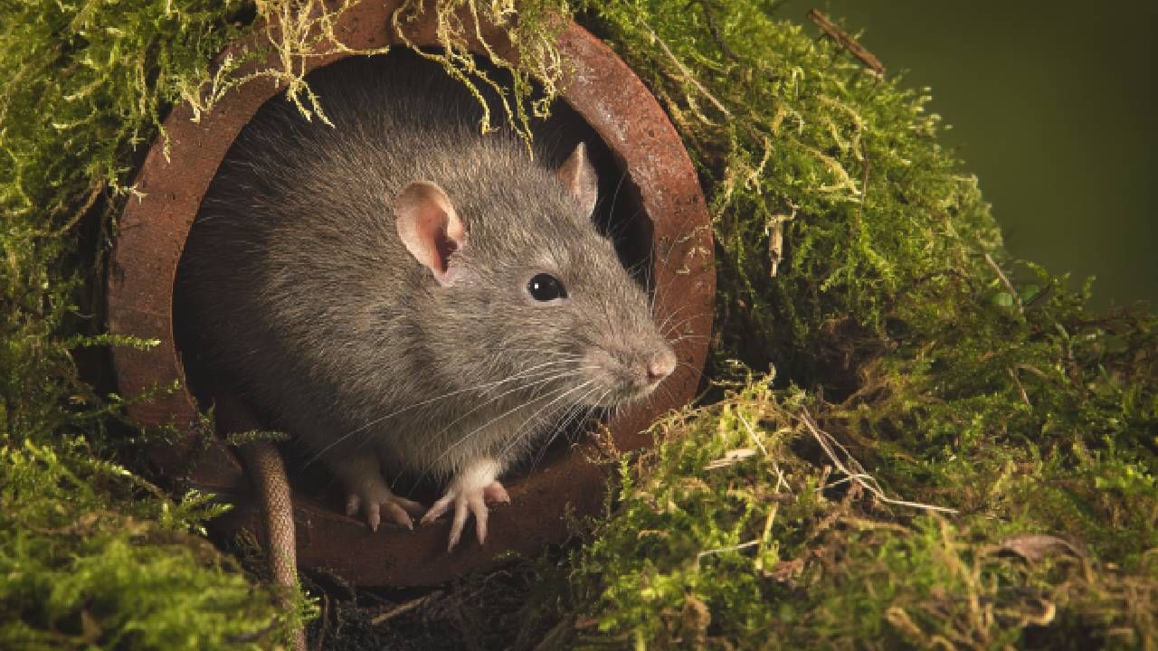 ‘Tough to deal with’: Drug-addict rats eat seized Marijuana kept as evidence in US ‘Tough to deal with’: Drug-addict rats eat seized Marijuana kept as evidence in US