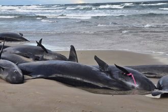 More than 150 false killer whales mysteriously stranded on beach in Australia