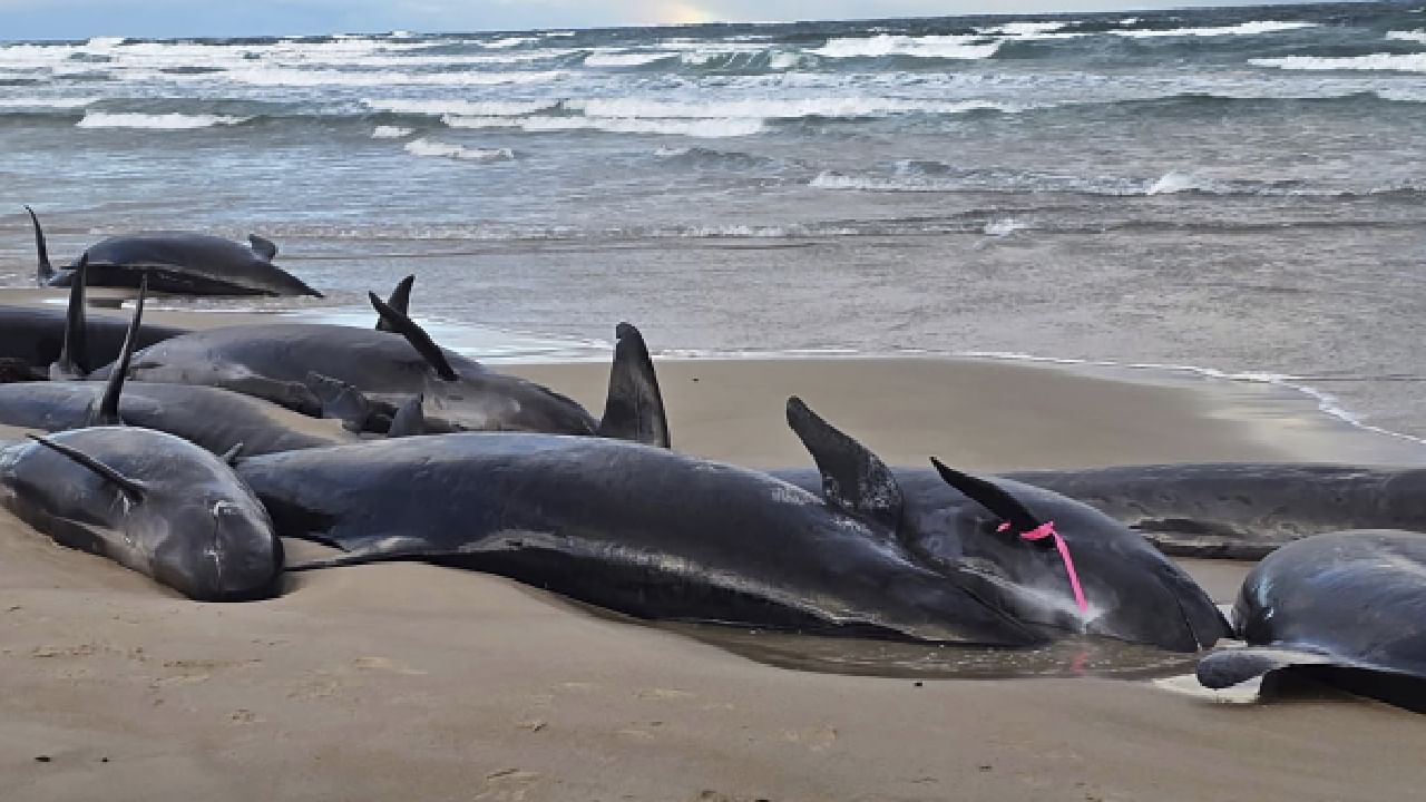 More than 150 false killer whales mysteriously stranded on beach in Australia More than 150 false killer whales mysteriously stranded on beach in Australia