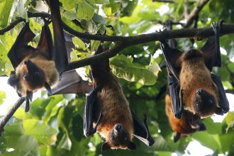 New bat coronavirus discovered in China raises concerns over potential transmission