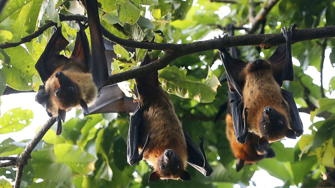 New bat coronavirus discovered in China raises concerns over potential transmission New bat coronavirus discovered in China raises concerns over potential transmission