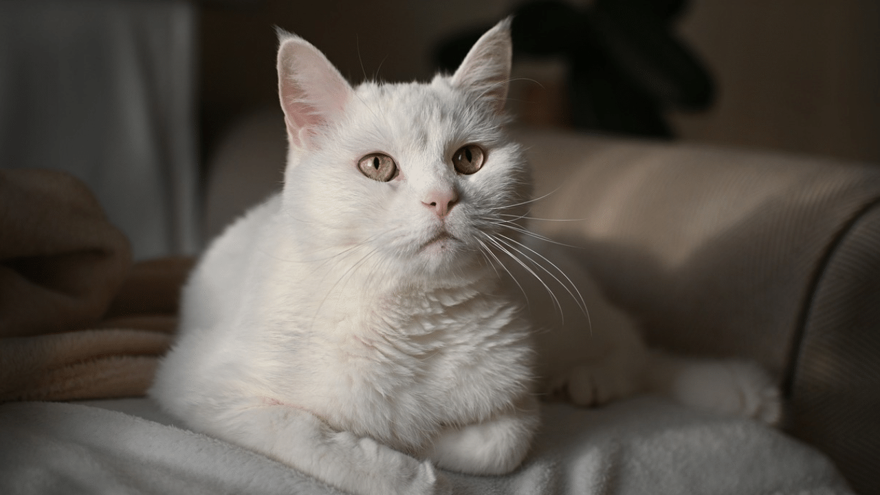 It’s ‘purr-fect’ job: Britain’s top feline diplomat comes out of retirement