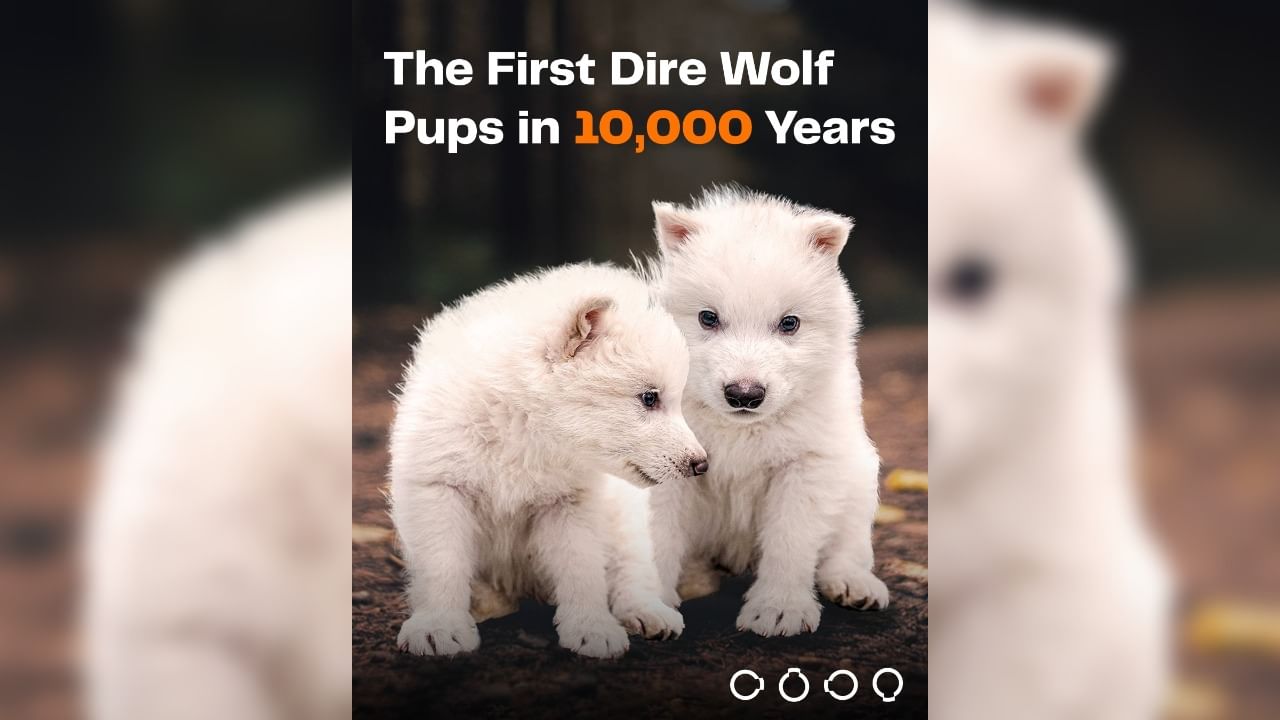 Dire wolves resurrected from extinction: Mythical canine will now roam again after 13,000 years Dire wolves resurrected from extinction: Mythical canine will now roam again after 13,000 years