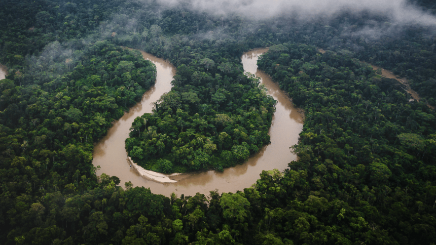What would happen if the Amazon rainforest dried out? This decades-long experiment has some answers