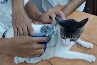 Watch: Cat caught smuggling weed and cocaine in prison, 300g stash taped to its body