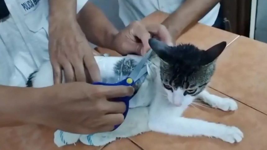 Watch: Cat caught smuggling weed and cocaine in prison, 300g stash taped to its body
