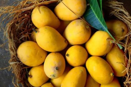 US denies entry to 15 Indian mango shipments over ‘documentation errors’, exporters lose $500,000