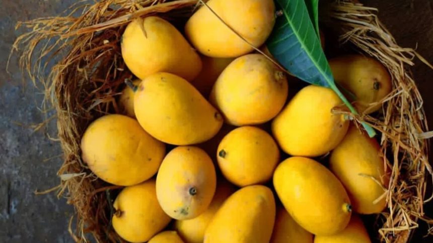 US denies entry to 15 Indian mango shipments over ‘documentation errors’, exporters lose $500,000